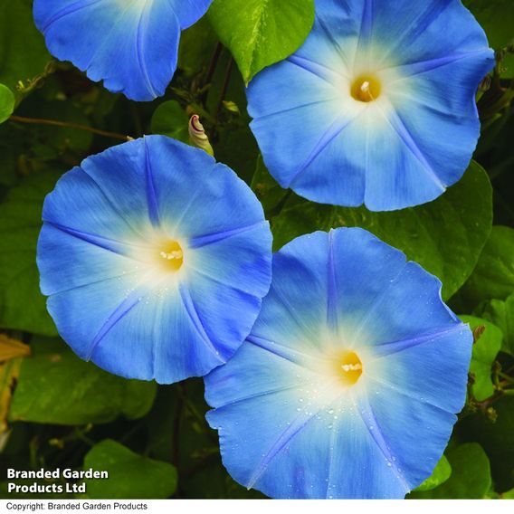 Morning Glory 'Heavenly Blue' - Seeds