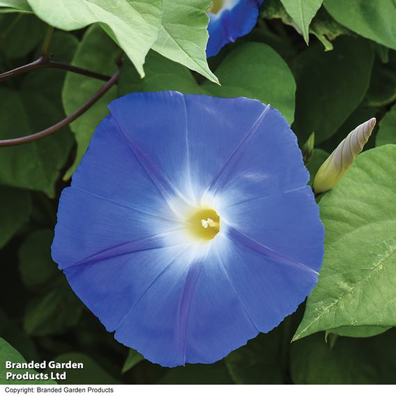 Morning Glory 'Heavenly Blue' - Seeds