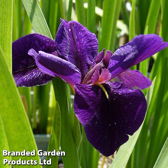 Iris louisiana 'Black Gamecock' (Marginal Aquatic)
