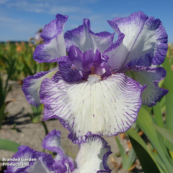 Iris Re-blooming Three Seasons Collection