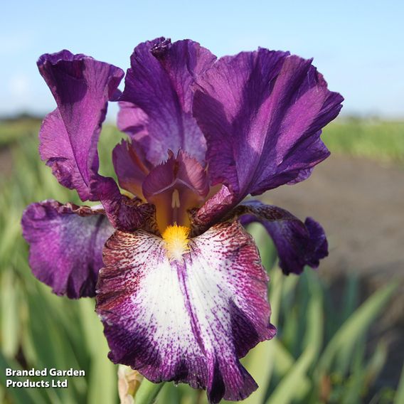 Iris Re-blooming Three Seasons Collection