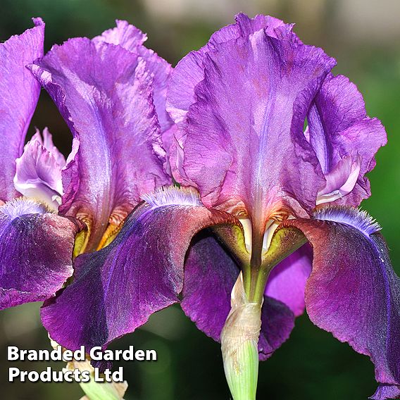 Iris 'Cantina' (Re-Blooming)