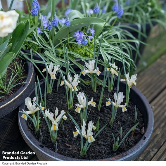 Iris 'Katharine's Gold'