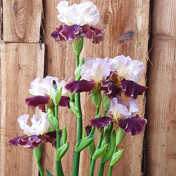 Iris 'Cranberry Swirl'