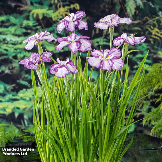 Iris ensata 'Dinner Plate Cheesecake' (Marginal Aquatic)