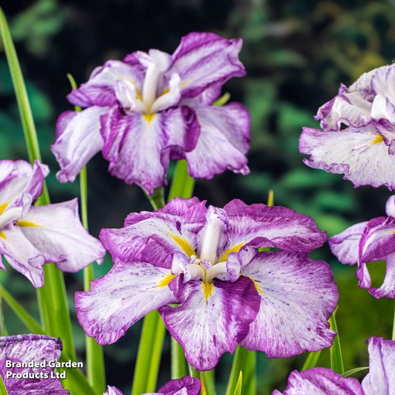 Iris ensata 'Dinner Plate Cheesecake' (Marginal Aquatic)