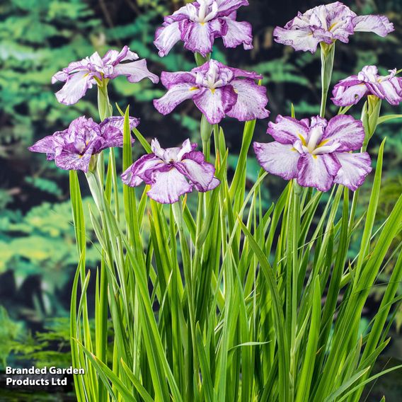 Iris ensata 'Dinner Plate Cheesecake' (Marginal Aquatic)