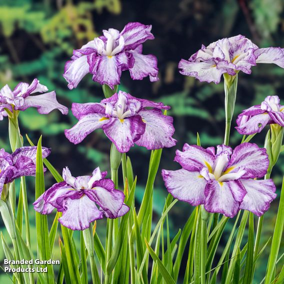 Iris ensata 'Dinner Plate Cheesecake' (Marginal Aquatic)