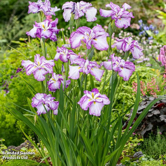 Iris ensata 'Dinner Plate Cheesecake' (Marginal Aquatic)