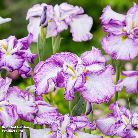 Iris ensata 'Dinner Plate Cheesecake' (Marginal Aquatic)