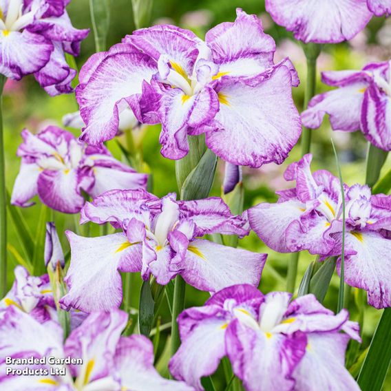Iris ensata 'Dinner Plate Cheesecake' (Marginal Aquatic)