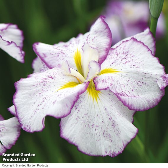 Iris ensata Dinner Plate 'Tiramisu'