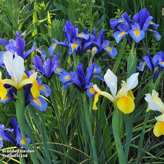 Iris 'Dutch Mixed'