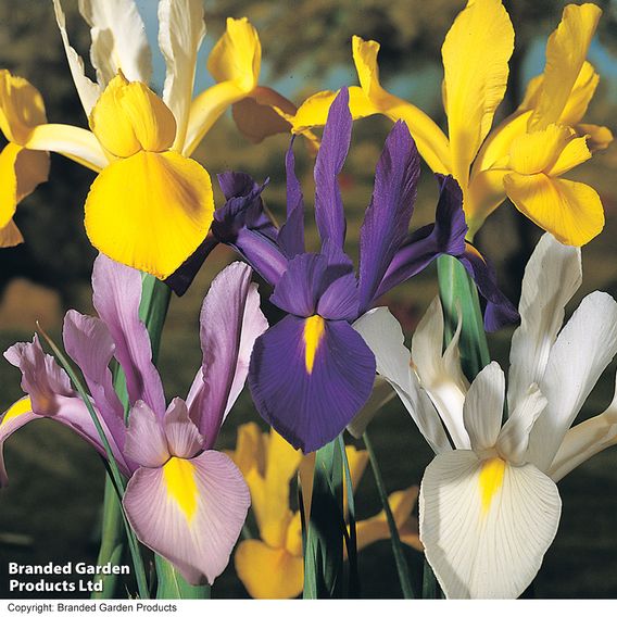 Iris 'Dutch Mixed'