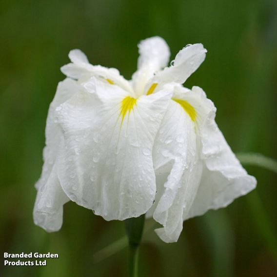 Iris ensata 'White' (Marginal Aquatic)
