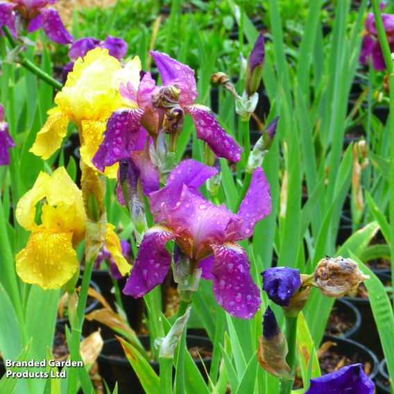 Iris Bearded Mixed
