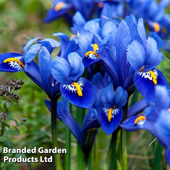 Iris reticulata Bulbs - Harmony