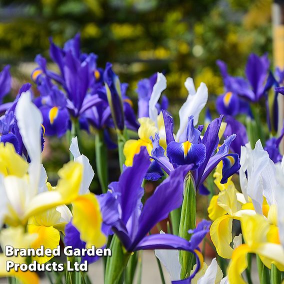 Iris Bulbs - Hollandica Mix