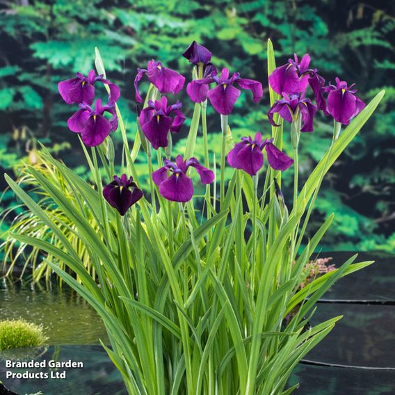 Iris ensata 'Variegata' (Marginal Aquatic)