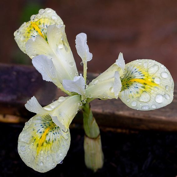 Iris 'Katharine's Gold'