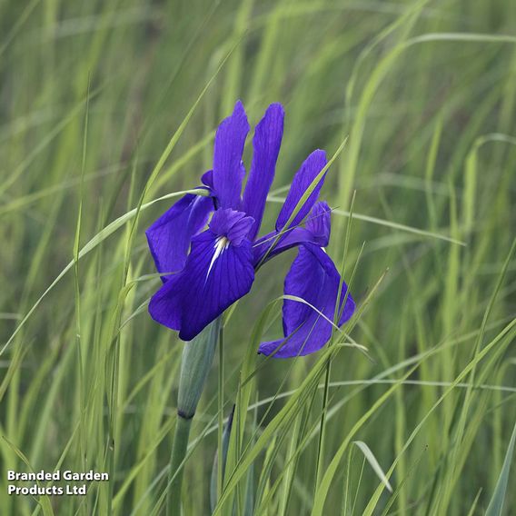 Iris laevigata (Marginal Aquatic)