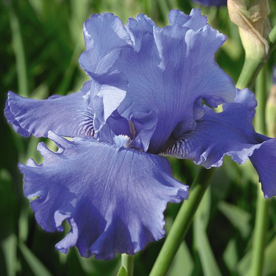 Iris 'Metolius Blues'