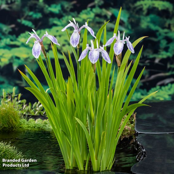 Iris laevigata 'Mottled Beauty' (Marginal Aquatic)