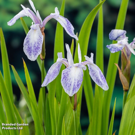 Iris laevigata 'Mottled Beauty' (Marginal Aquatic)