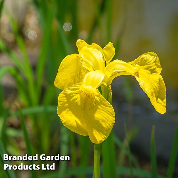 Patio Pond Plant Basket