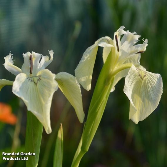 Iris pseudacorus 'Alba' (Marginal Aquatic)