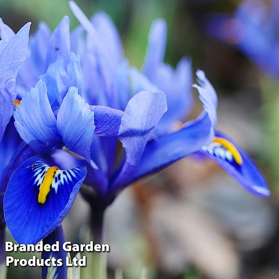 Iris reticulata