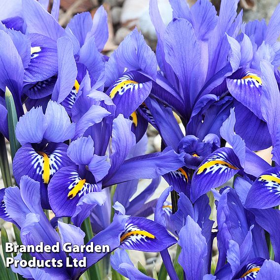 Iris reticulata