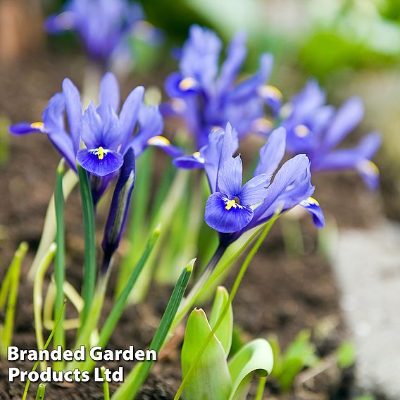 Iris reticulata