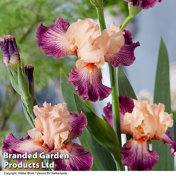 Iris germanica 'Rose de Perse'