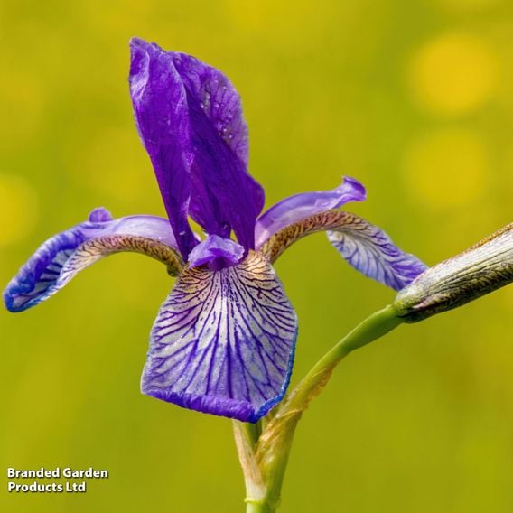 Iris sibirica 'Blue King'