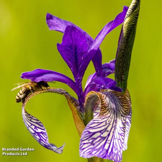 Iris sibirica 'Blue King'