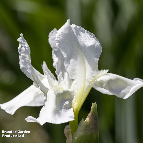 Iris sibirica 'Not Quite White' (Marginal Aquatic)