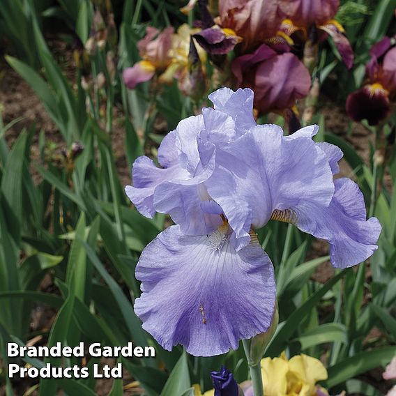 Iris 'Victoria Falls' (Re-Blooming)