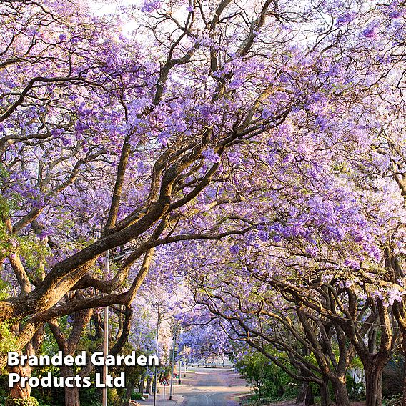 Jacaranda 'Bonsai Blue'