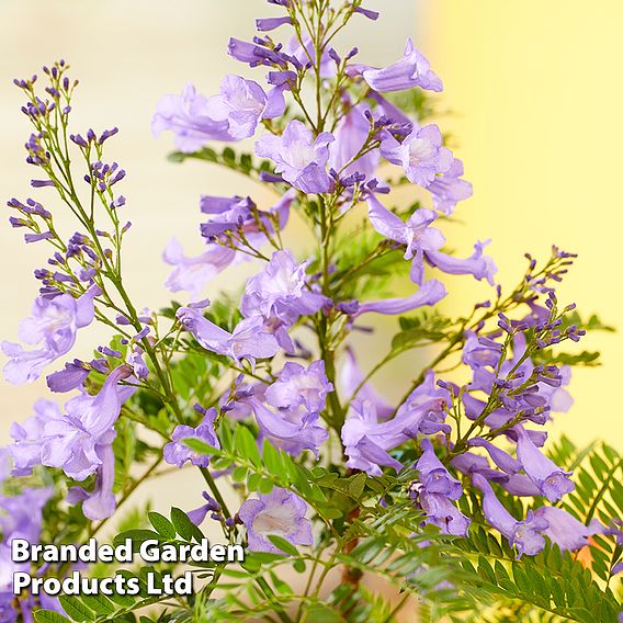 Jacaranda 'Bonsai Blue'
