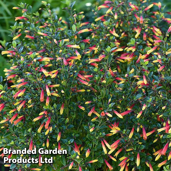 Brazilian Fuchsia