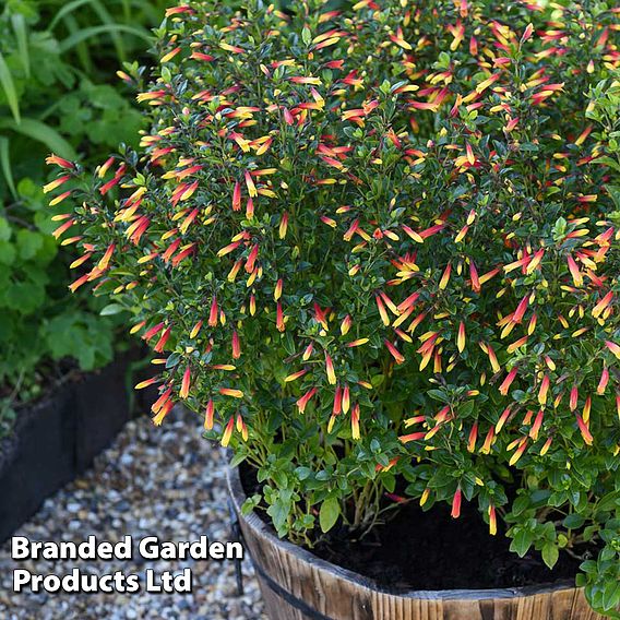 Brazilian Fuchsia