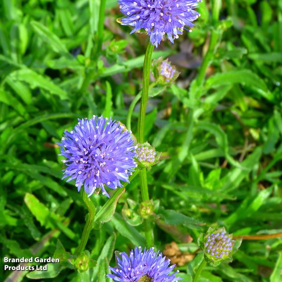 Jasione laevis 'Blue Light'