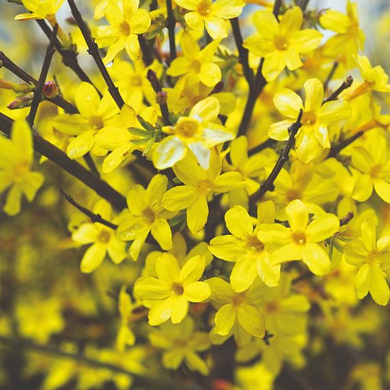 Jasminum nudiflorum