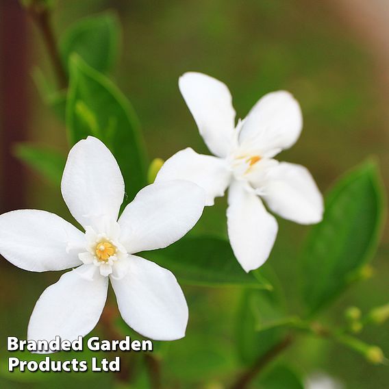 Jasminum officinale