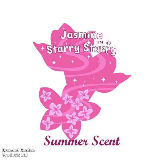 Jasminum x stephanense 'Starry Starry Summer Scent'