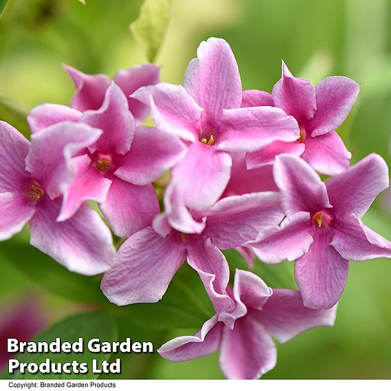 Jasminum x stephanense 'Starry Starry Summer Scent'