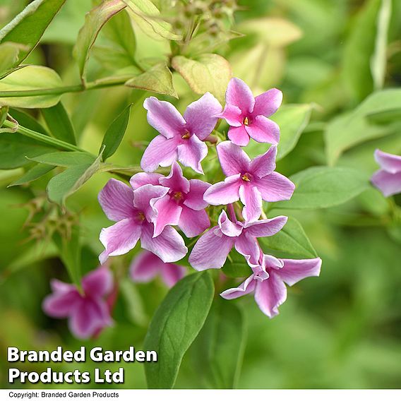 Jasminum x stephanense 'Starry Starry Summer Scent'