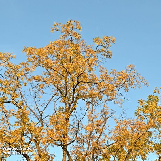 Walnut (Mature Tree)
