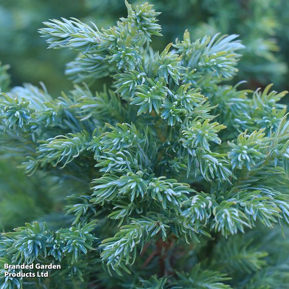 Juniperus squamata 'Blue Carpet'